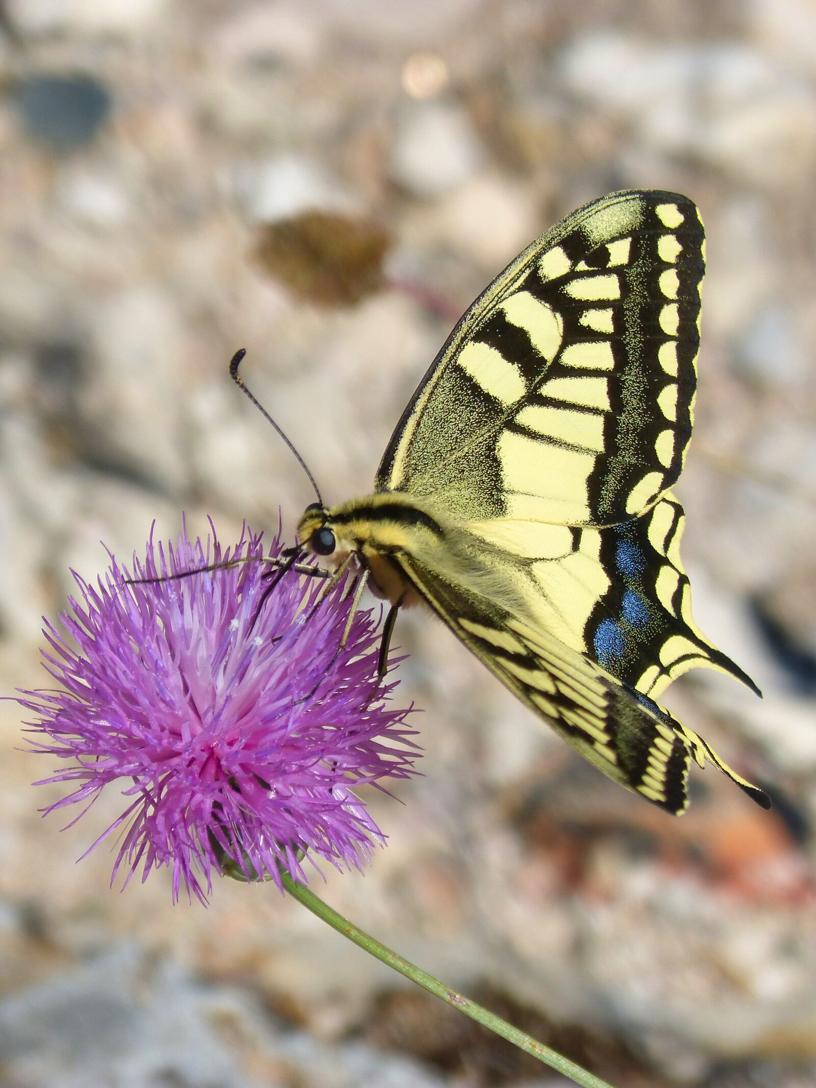Panasonic DMC-FZ62 sample photo. Machaon, butterfly queen, papilio photography
