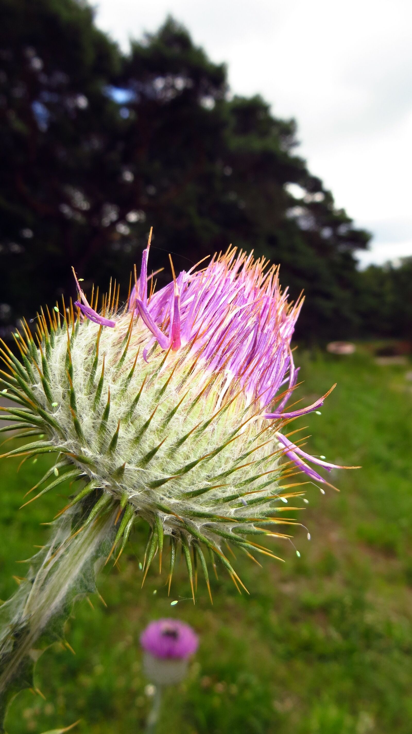 Canon PowerShot SX240 HS sample photo. Thistle, plant, flower photography