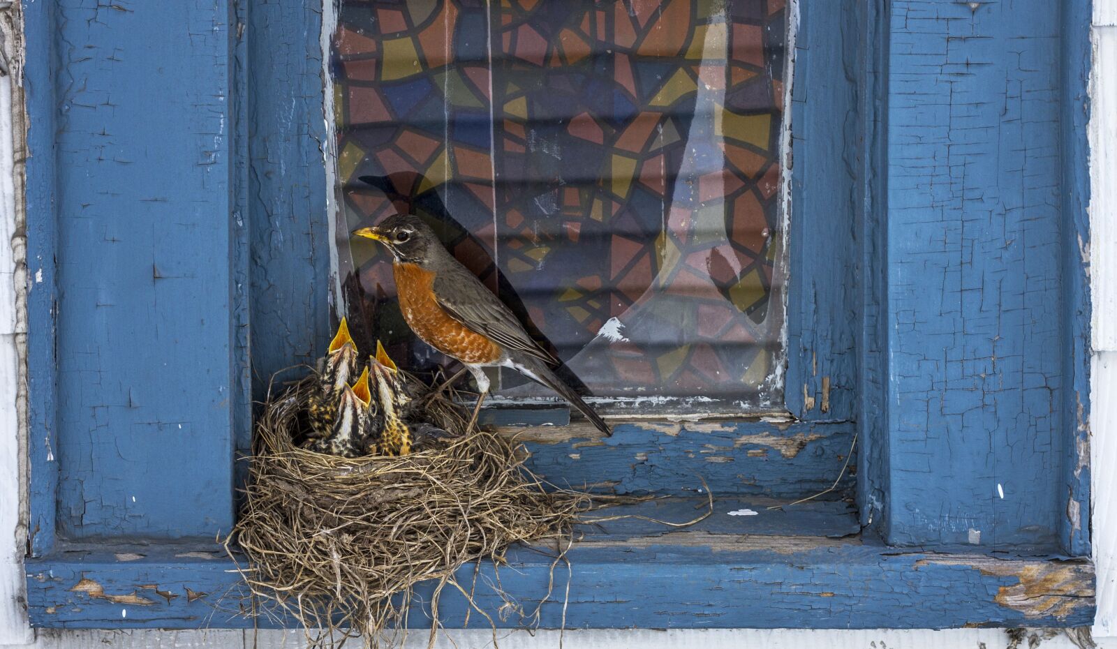 Canon EOS 7D + Canon EF 50mm F1.8 II sample photo. Bird, animal, nest photography