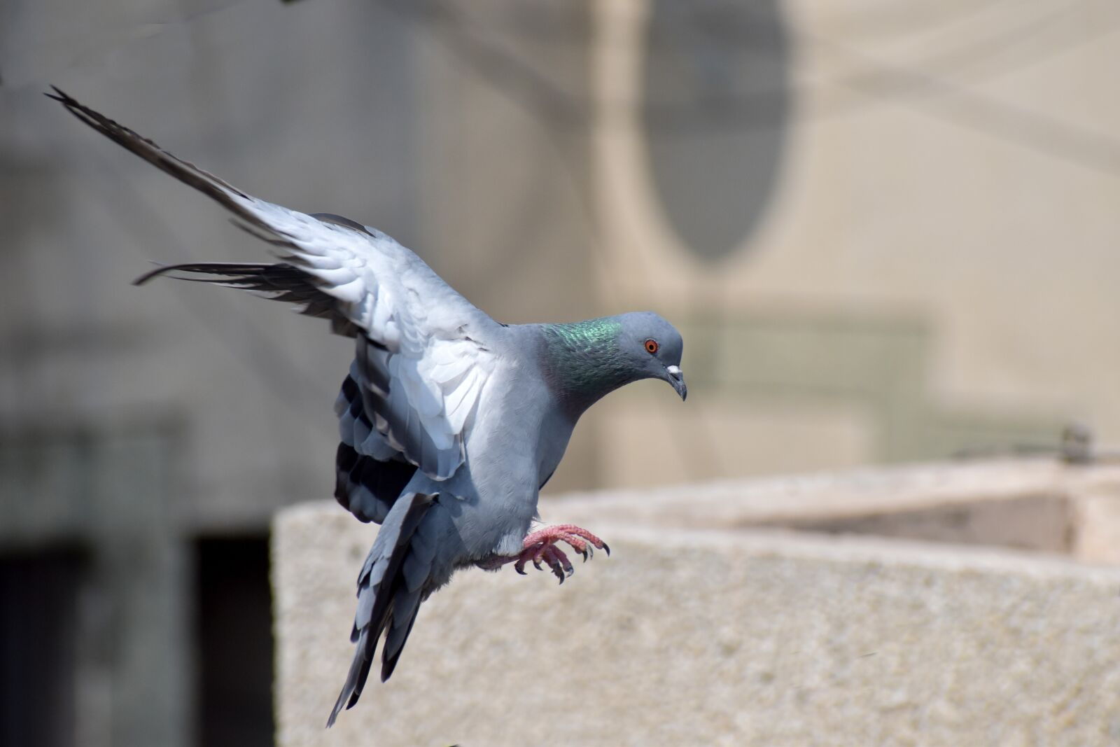 Nikon D5600 sample photo. Pigeon, flight, bird flying photography
