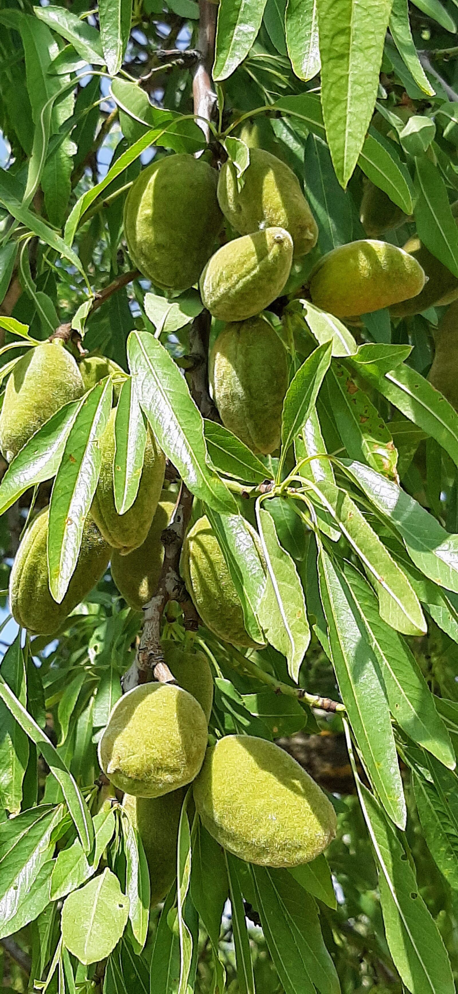 Samsung Galaxy A50 sample photo. Almonds, almond tree, dry photography