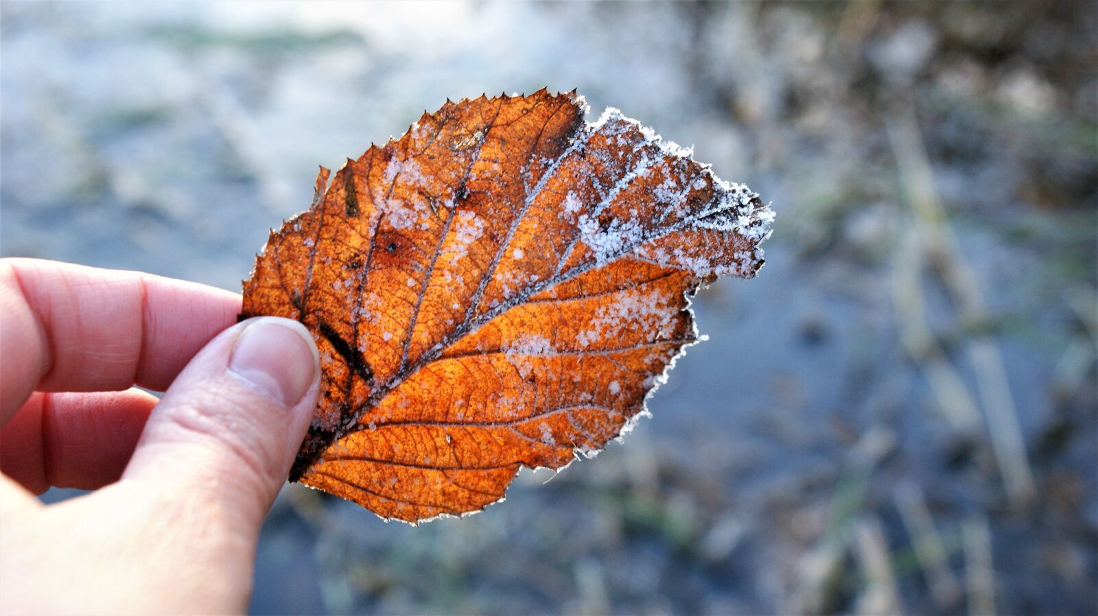 Sony Alpha DSLR-A350 sample photo. Sheet, transparent, frozen photography
