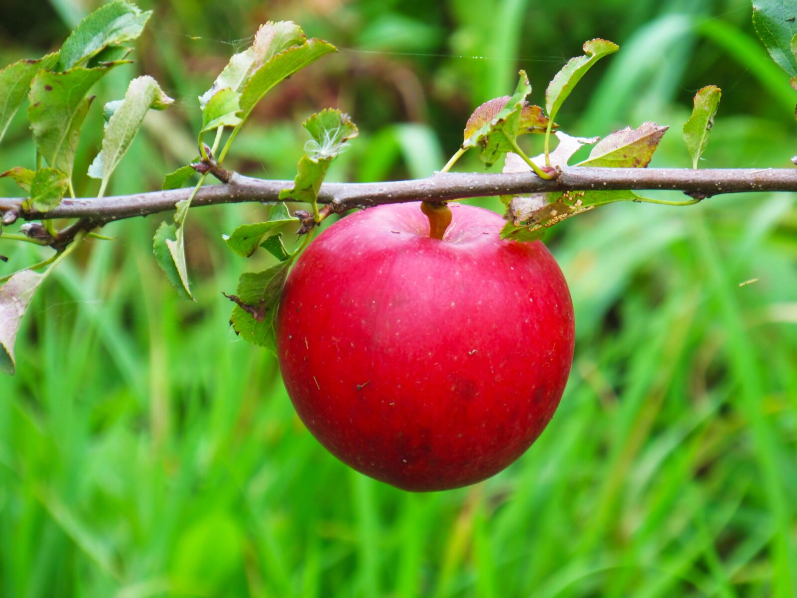 Canon PowerShot SX520 HS sample photo. Fruit, nature, food photography