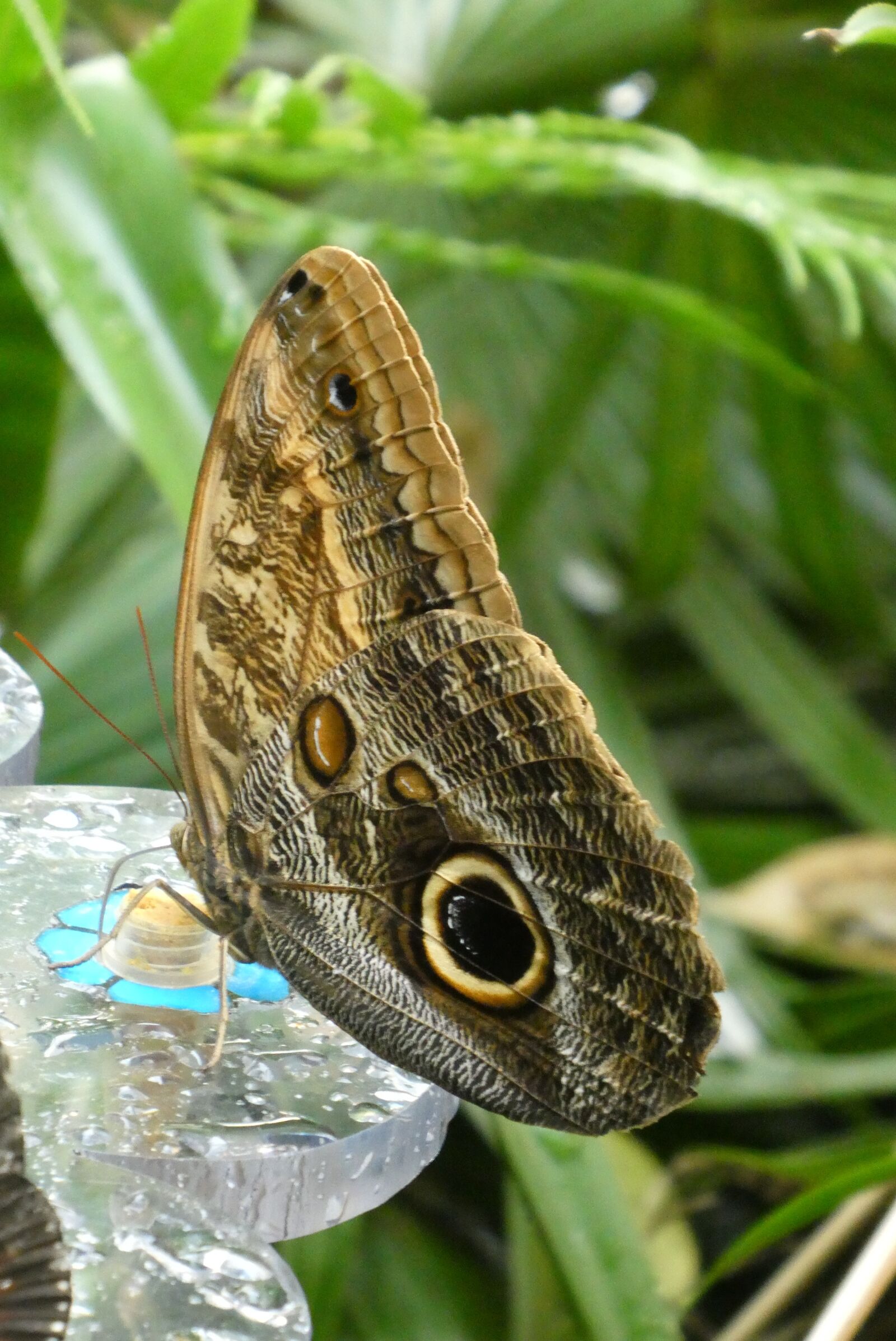 Panasonic Lumix DC-ZS70 (Lumix DC-TZ90) sample photo. Butterfly, butterfly garden, zoo photography
