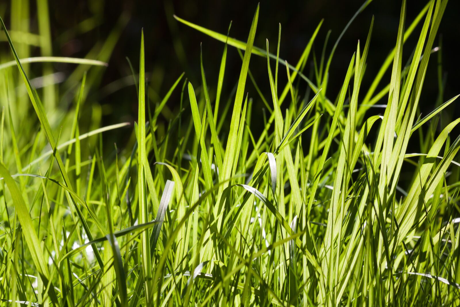 Canon EOS 50D sample photo. Grass, green, fresh photography