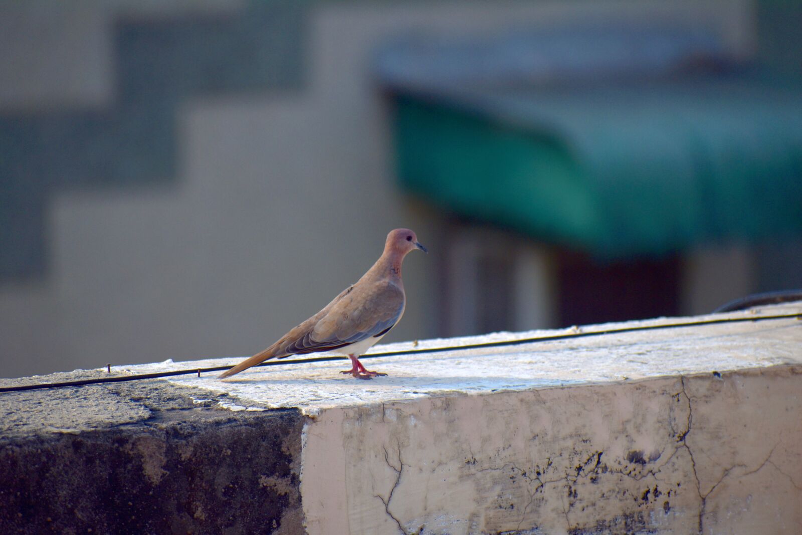 Nikon D5600 sample photo. Ring-necked dove, indian dove photography