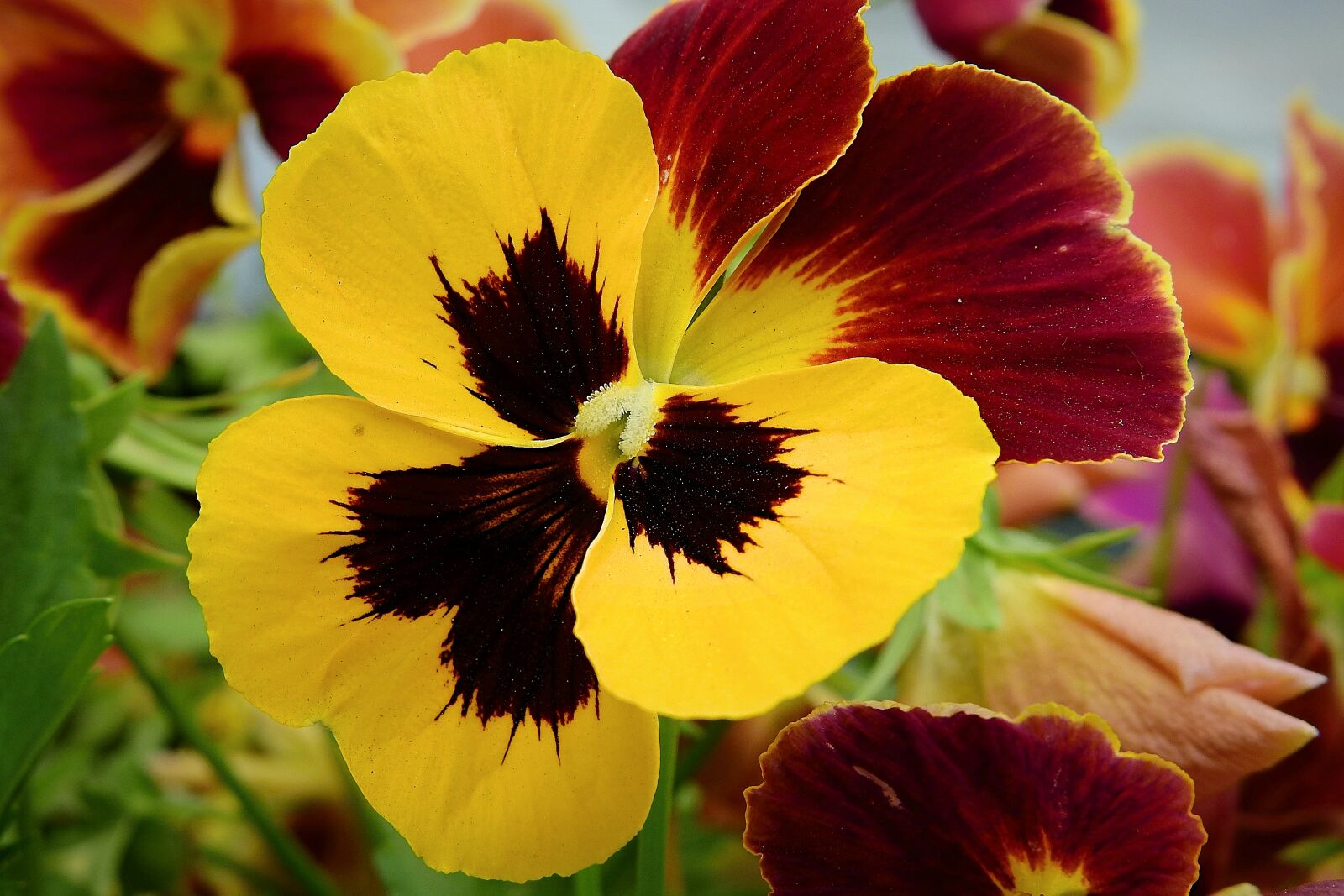 Nikon Coolpix P900 sample photo. Pansy, yellow, garden photography