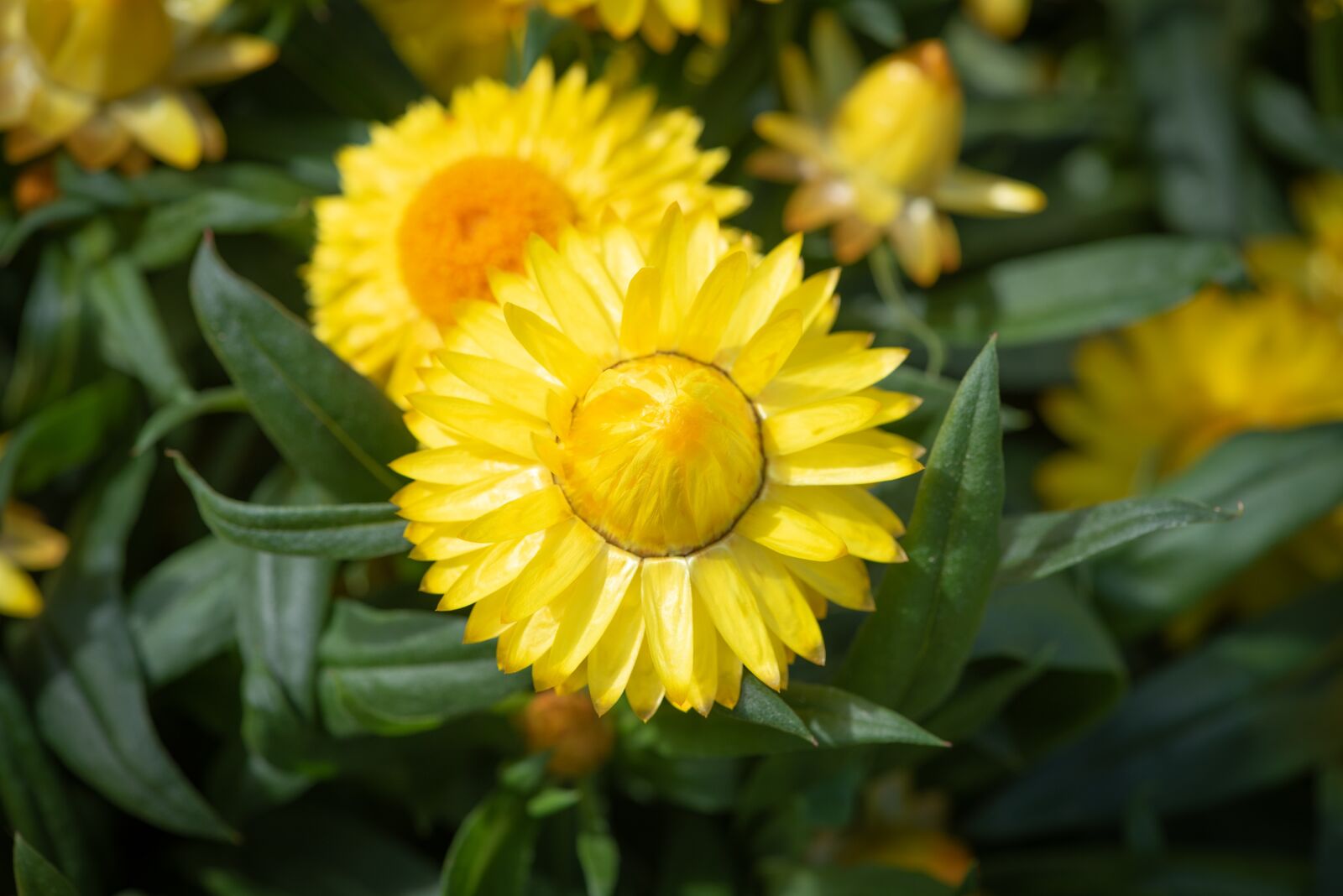Nikon D750 sample photo. Straw flowers, yellow, flowers photography