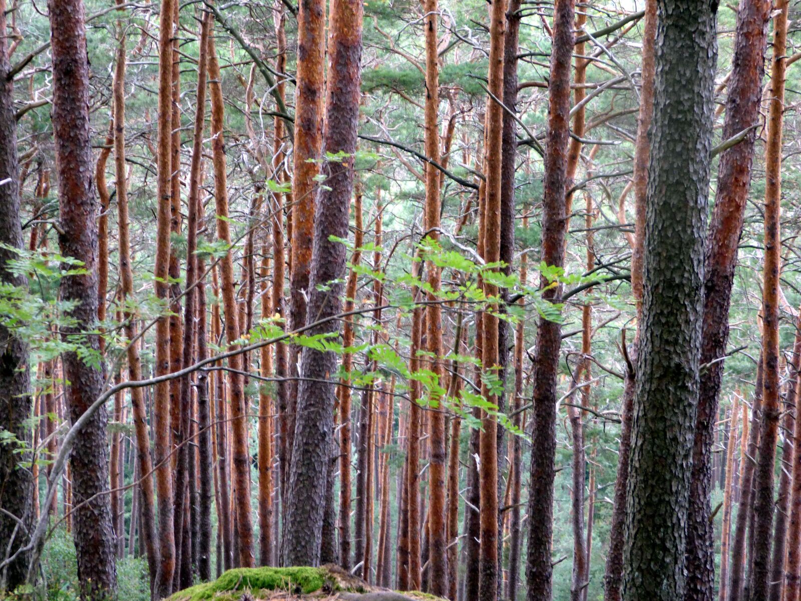 Panasonic DMC-FZ72 sample photo. Forest, vosges, france photography