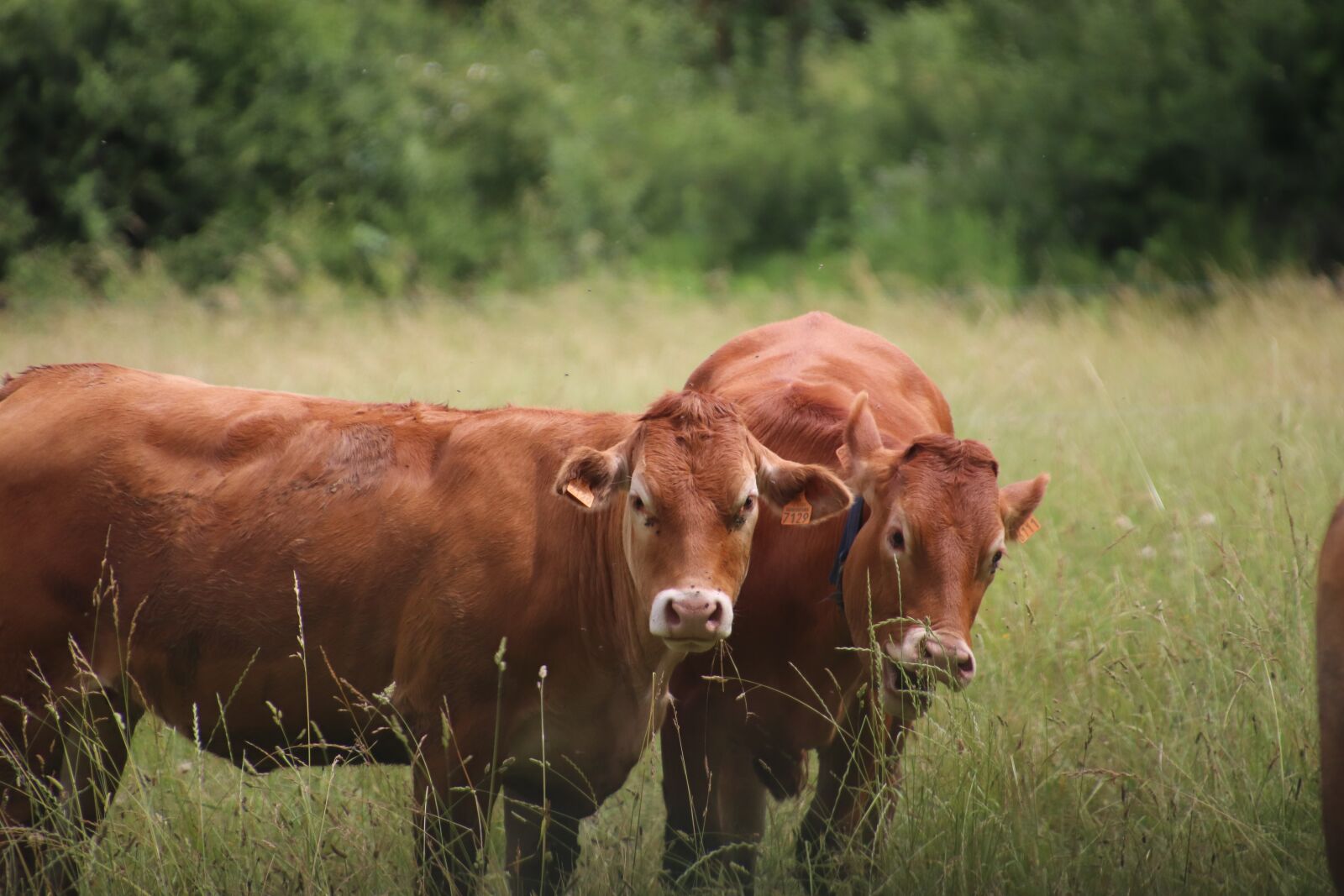 Canon EOS 800D (EOS Rebel T7i / EOS Kiss X9i) sample photo. Cows, ruminants, prairie photography