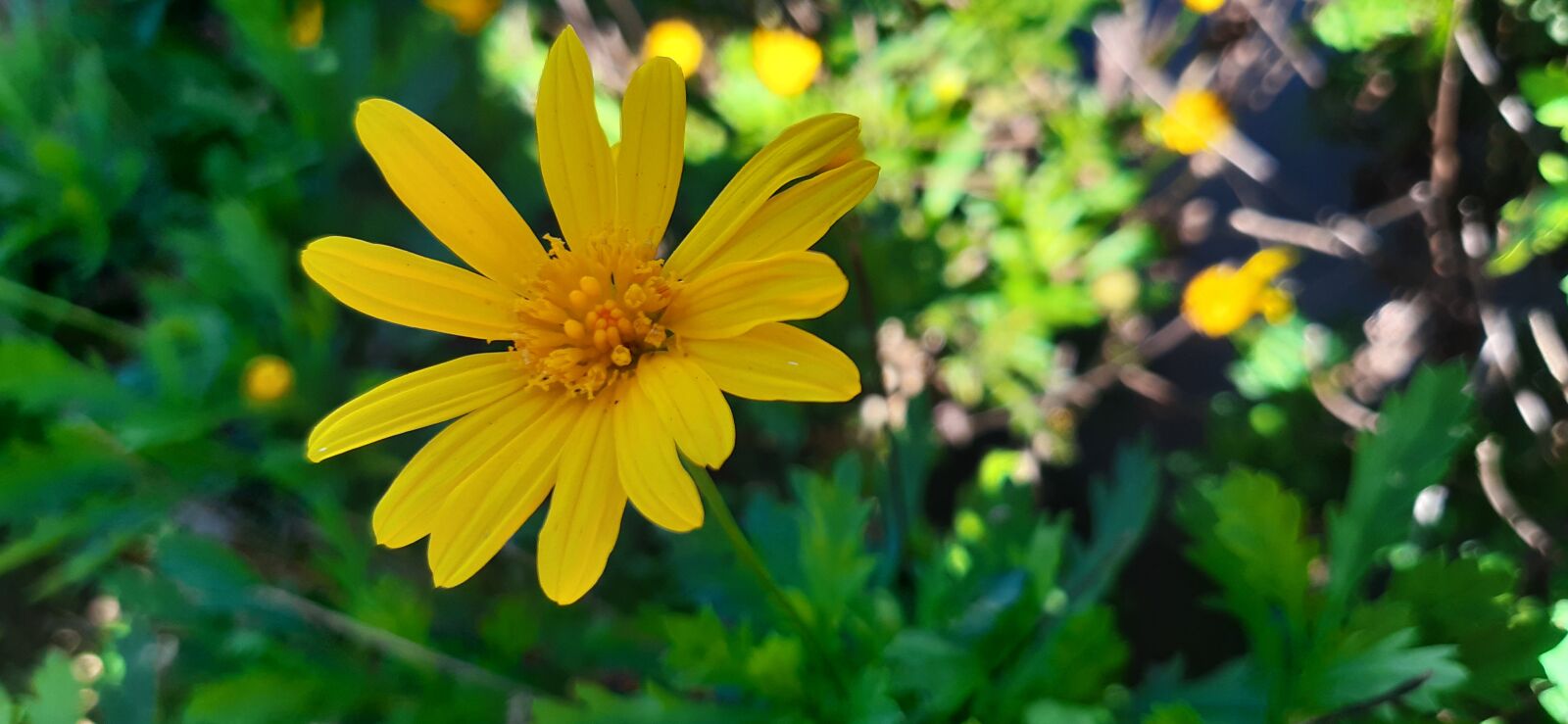 Samsung Galaxy A30 sample photo. Flor, primavera, beautiful photography