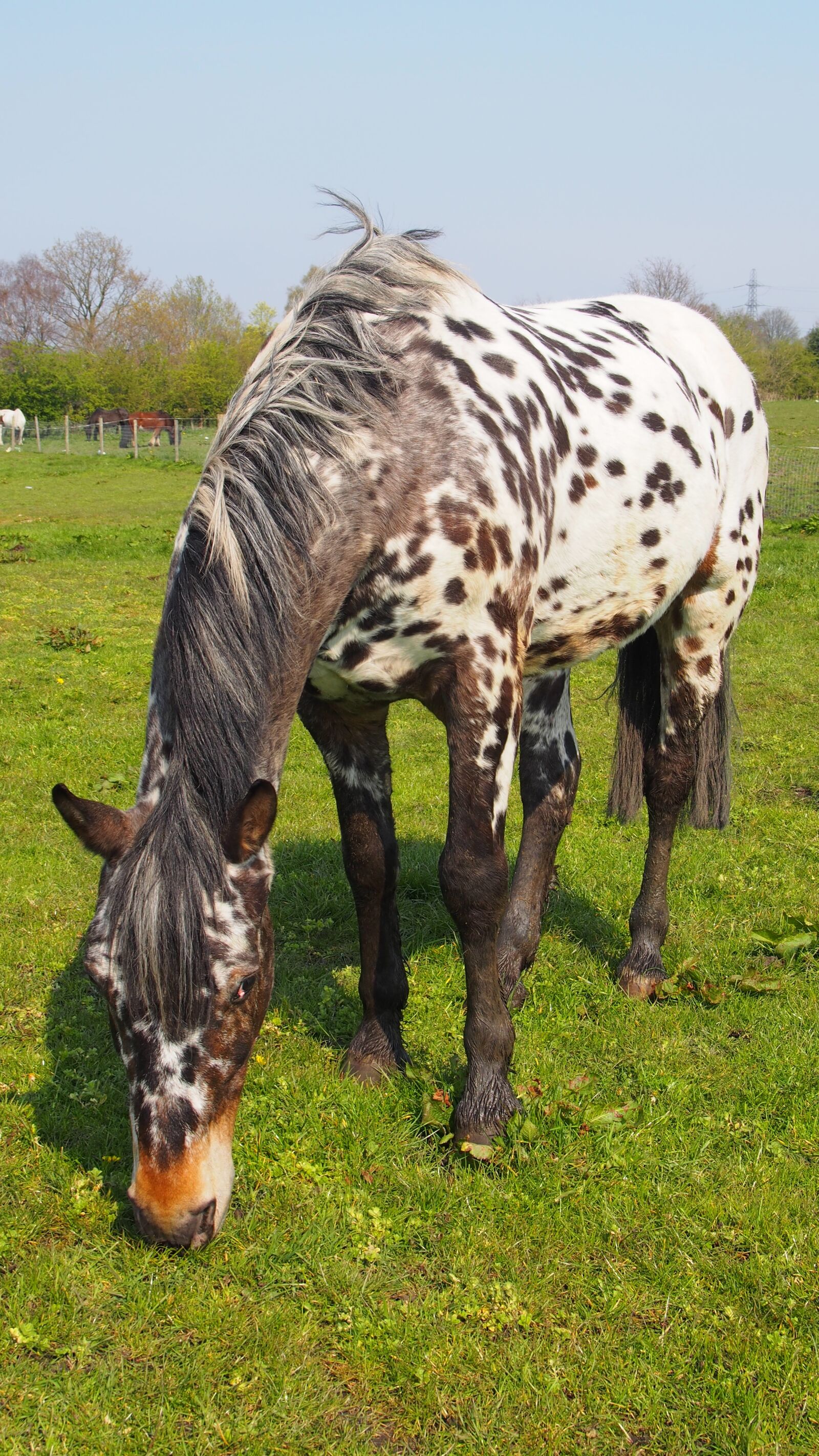 Olympus PEN E-PL5 sample photo. Horse, pony, animals photography