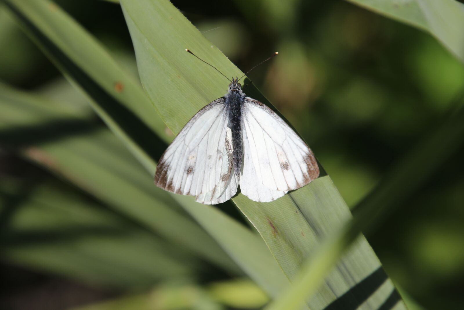 Canon EOS 7D Mark II sample photo. Insect, butterfly, natural photography