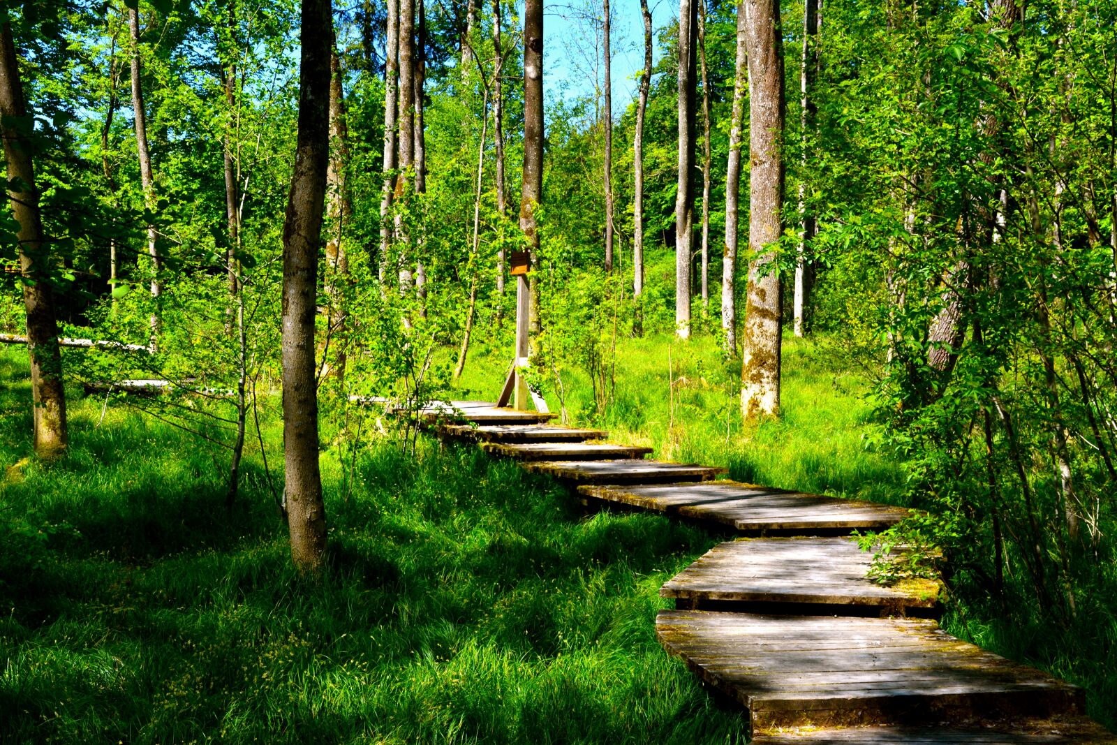 Nikon D5200 sample photo. Forest, away, nature photography