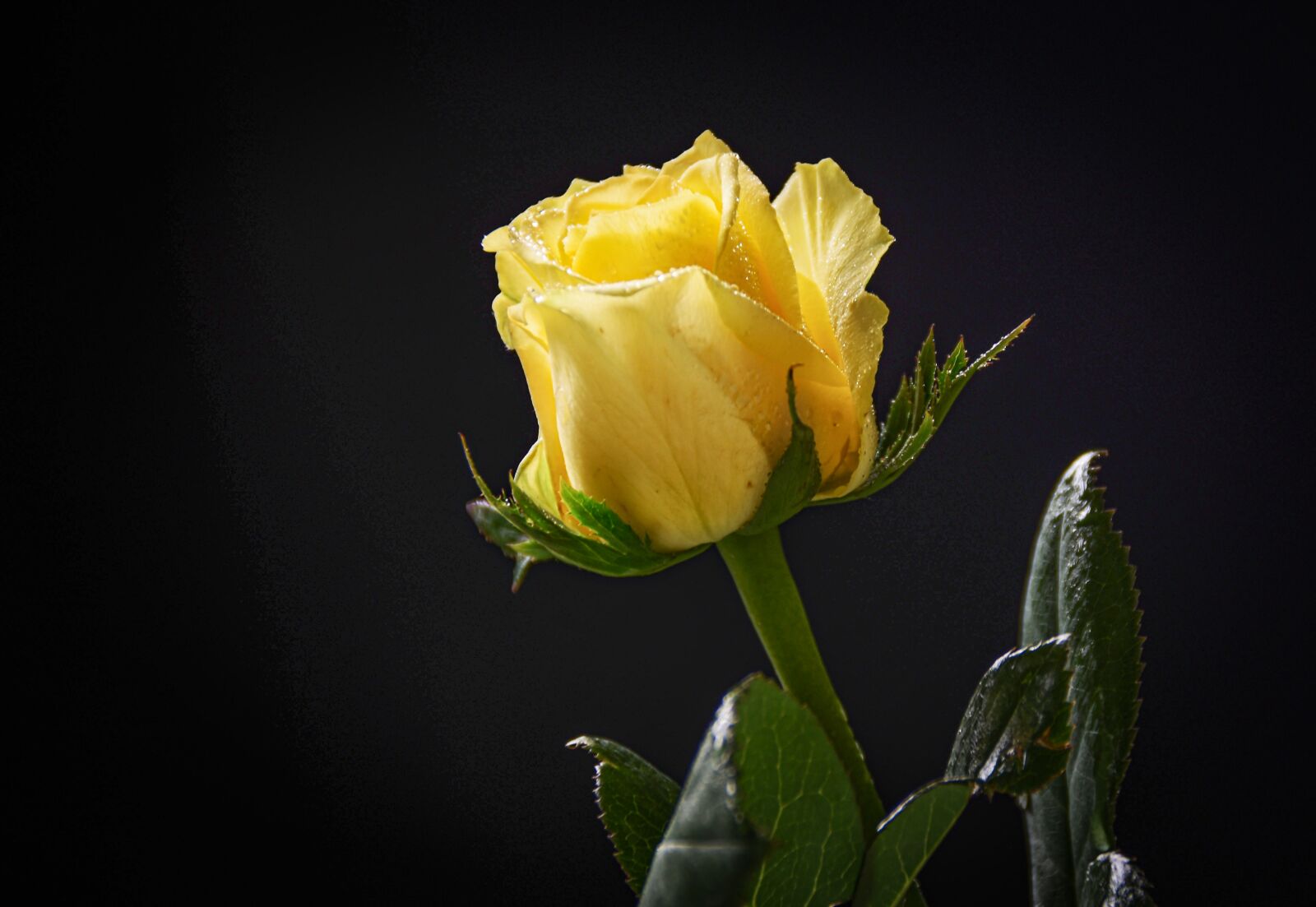Nikon D7200 sample photo. Rose, yellow rose, dew photography