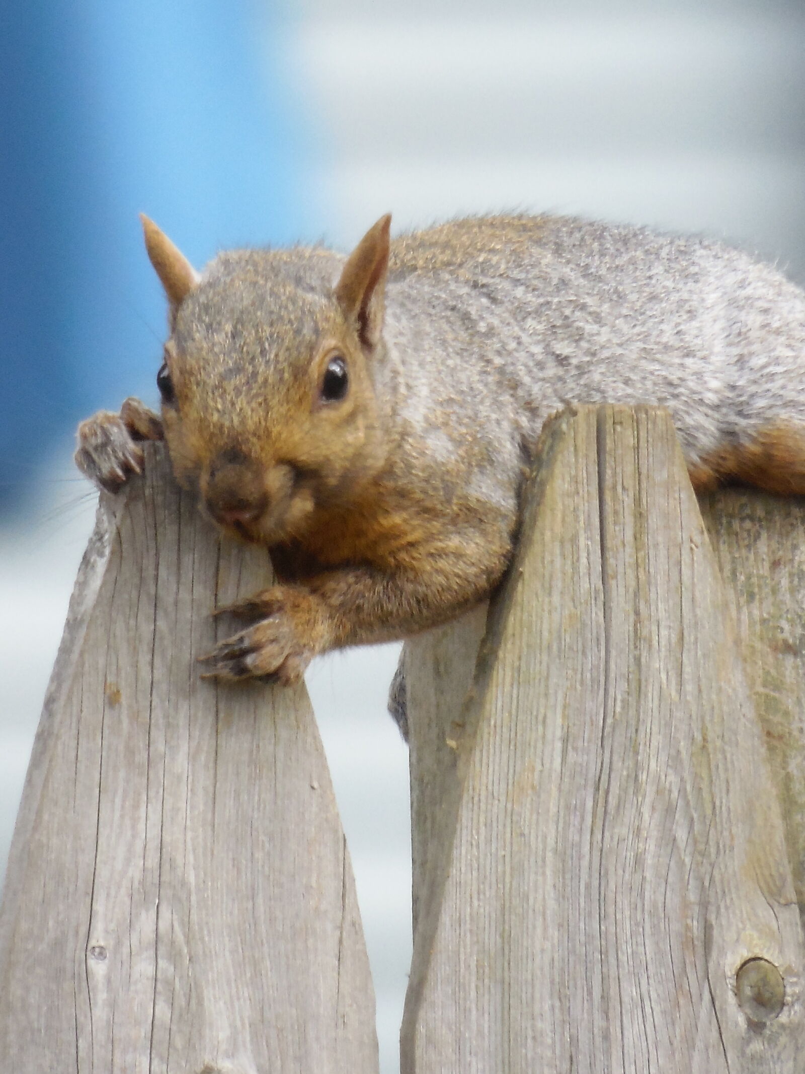 Samsung WB2200F sample photo. Grey, squirrel, nature, squirrel photography