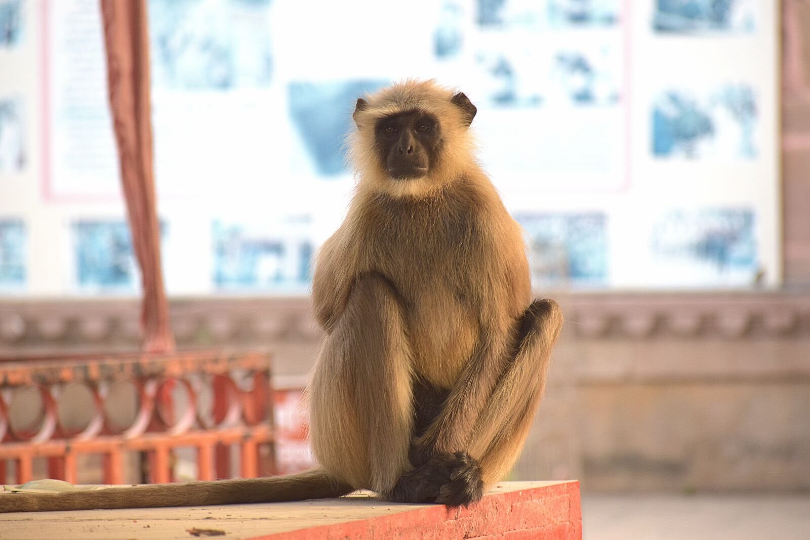 Nikon D3300 sample photo. Langoor, wild, animal photography