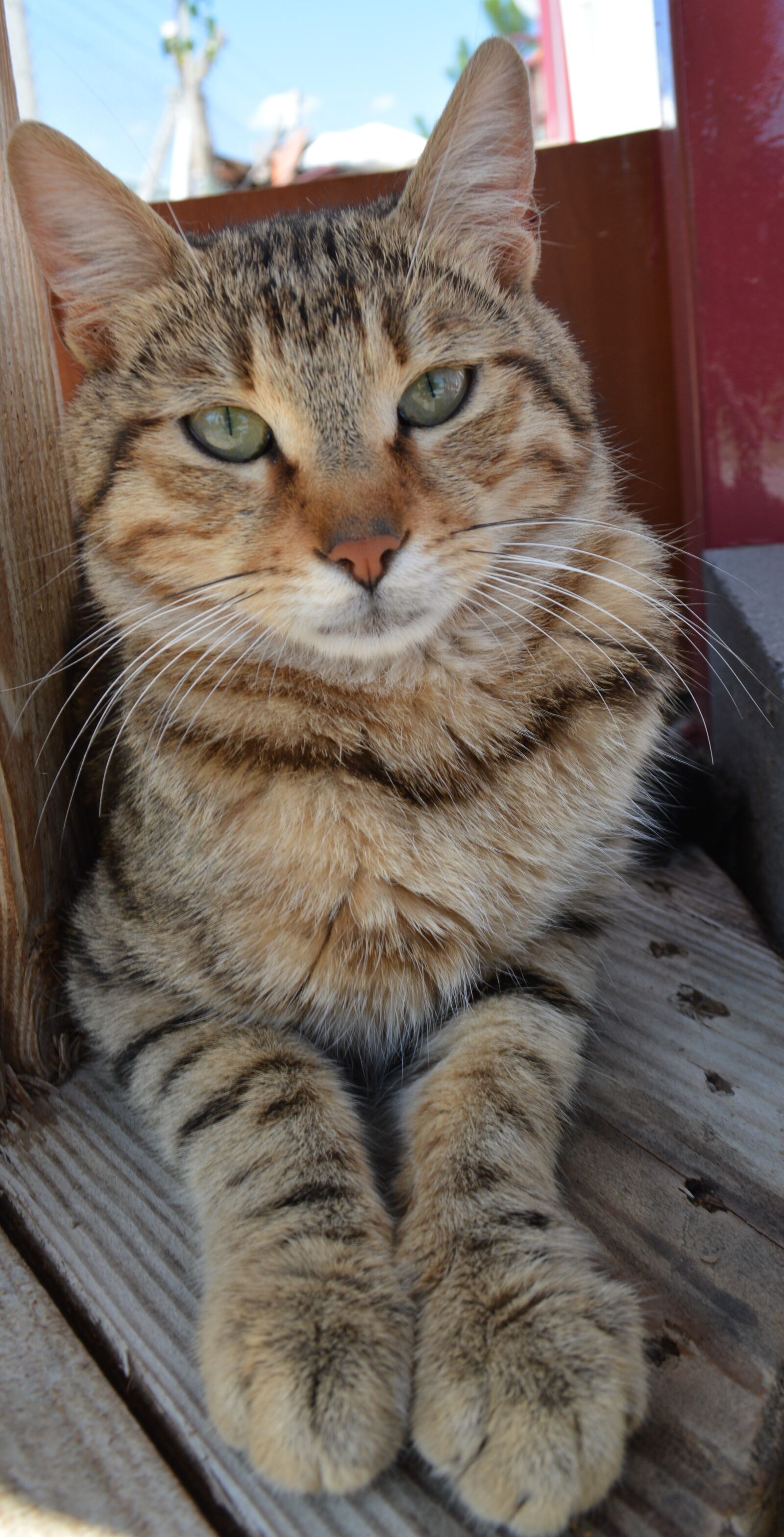 Nikon D5200 sample photo. Cat, cute, animal photography