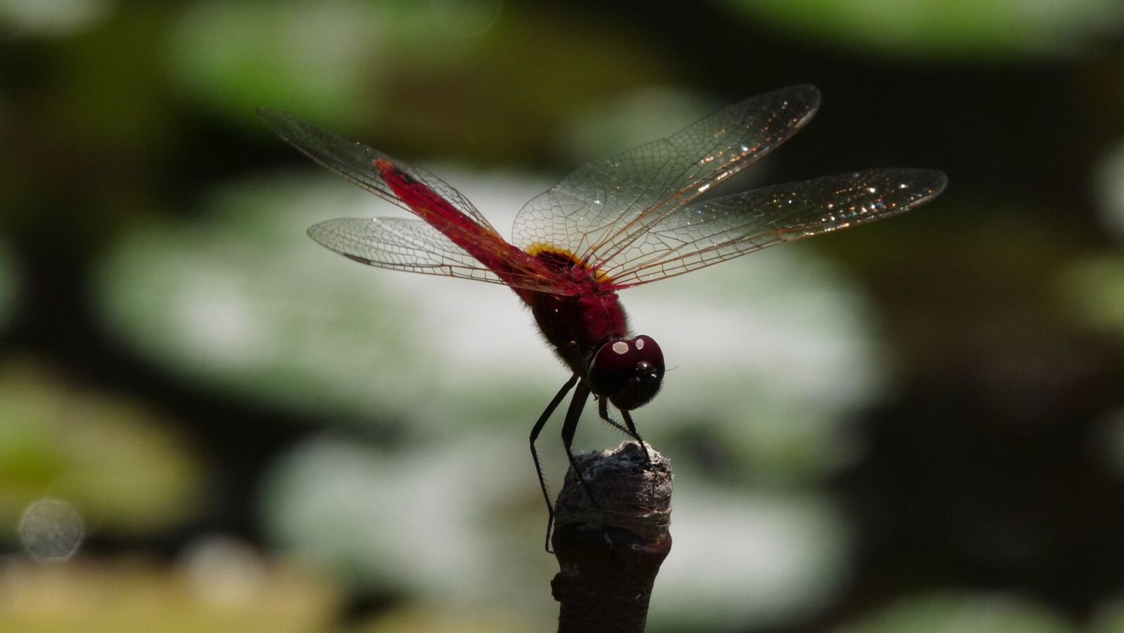 Panasonic Lumix DMC-FZ28 sample photo. Dragonfly, insect, nature photography