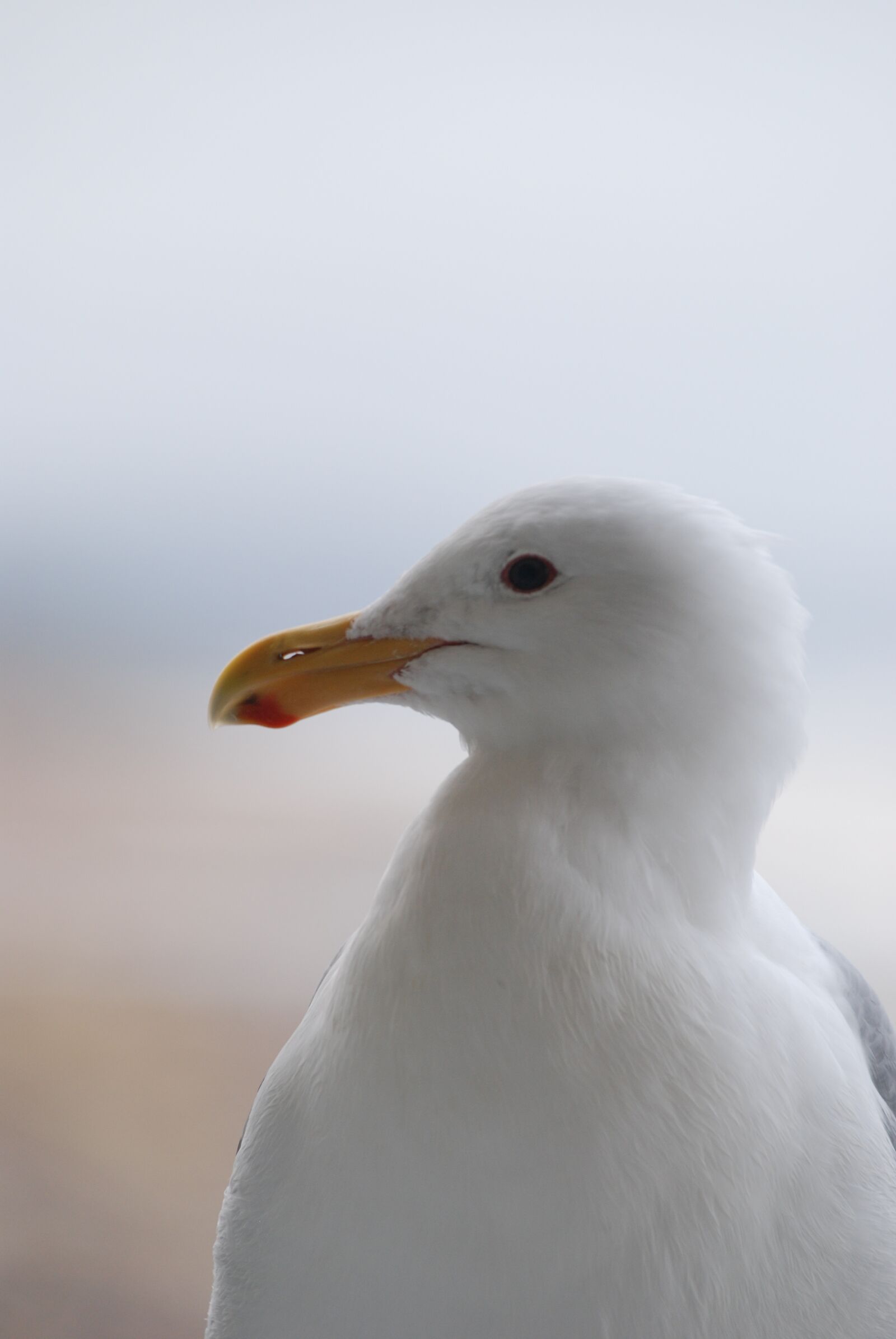 Nikon D80 sample photo. Bird, nature, wildlife photography