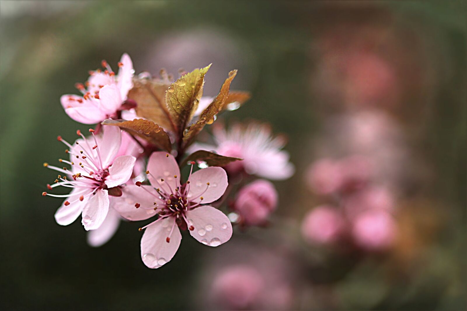 Canon EOS 550D (EOS Rebel T2i / EOS Kiss X4) sample photo. Blood plum, blossom, bloom photography