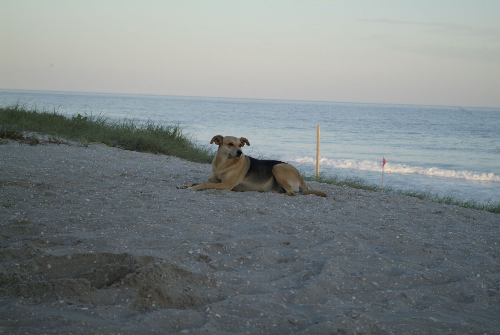 Fujifilm FinePix S3 Pro sample photo. Beach, dog, ocean photography