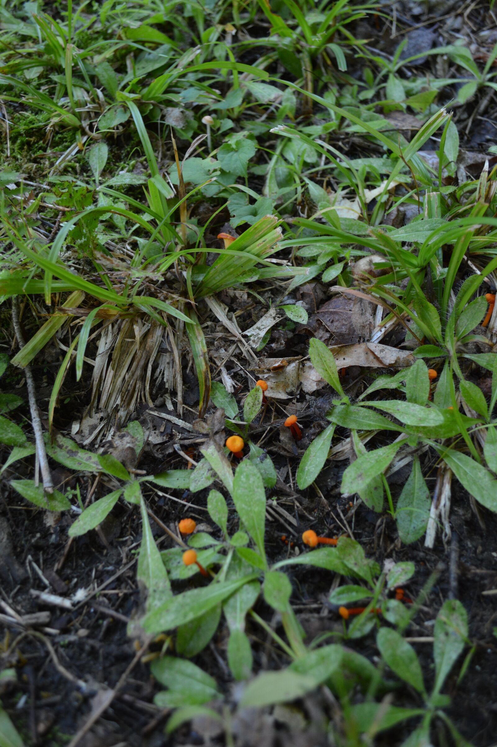 Nikon D3200 sample photo. Mushroom, fungus, orange photography