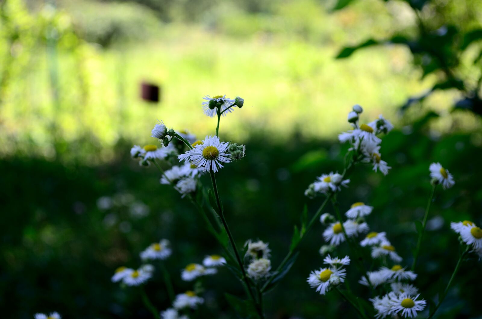Nikon D5100 sample photo. Flowers, motley grass, chamomile photography