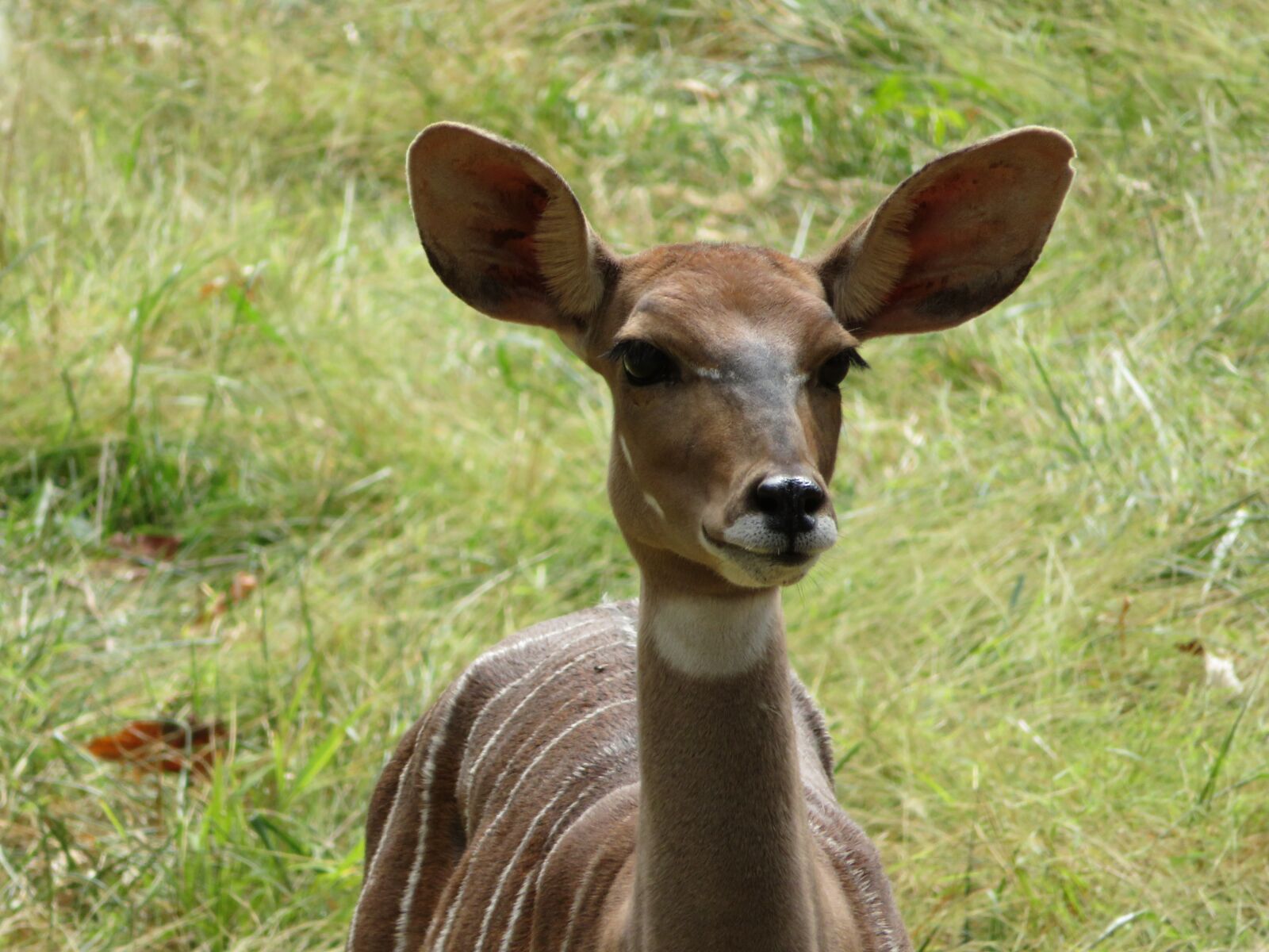 Canon PowerShot SX720 HS sample photo. Antelope, animals, africa photography