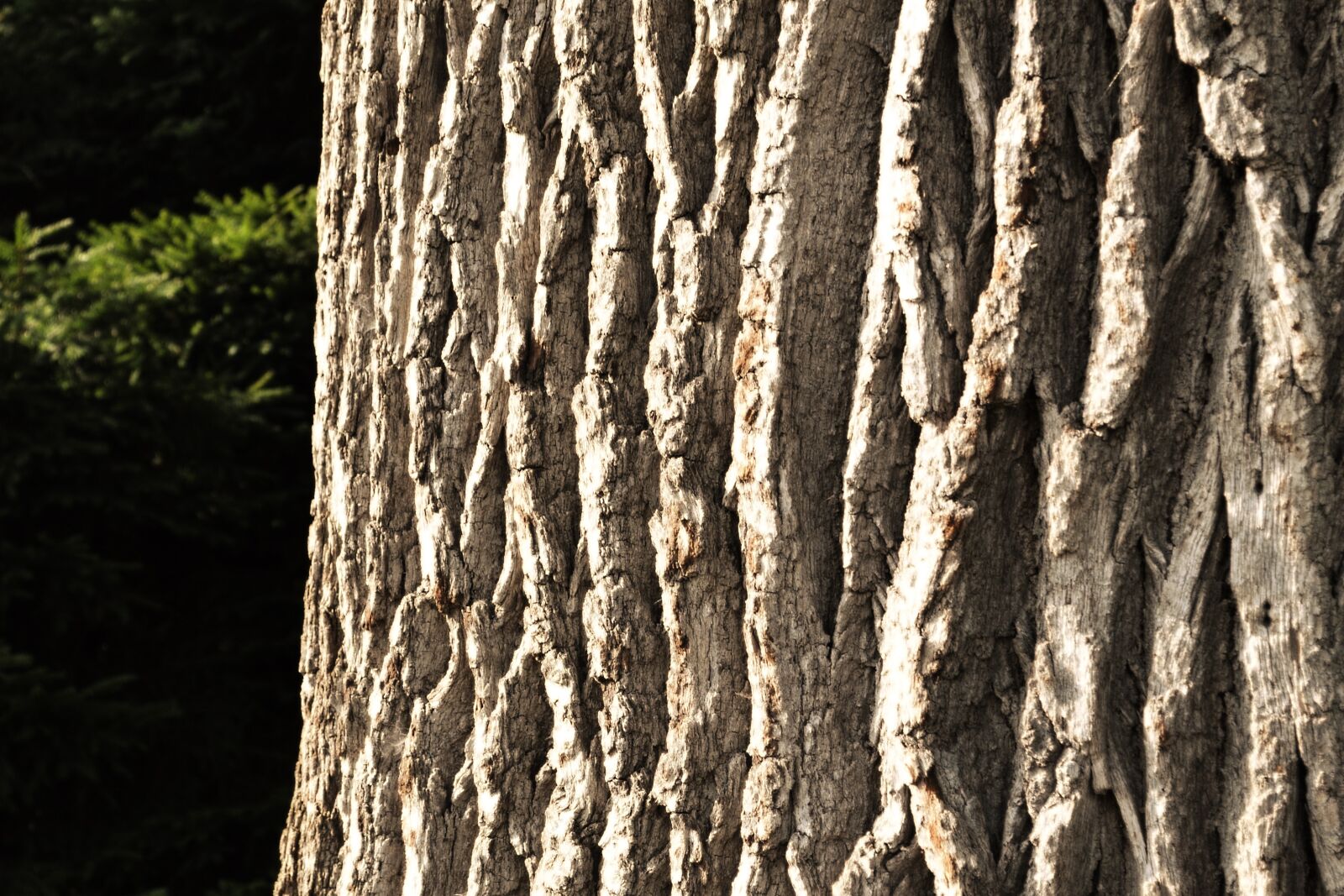 Nikon D3100 sample photo. Bark, tree, nature photography