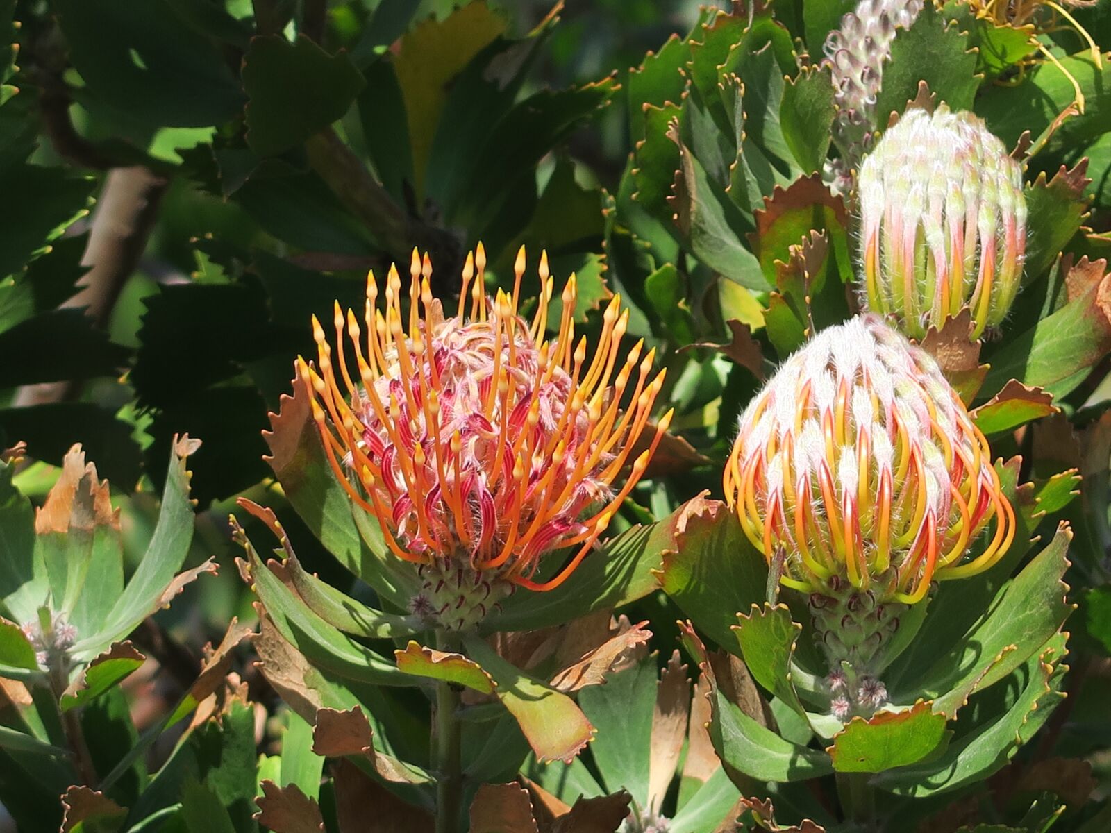 Canon PowerShot G7 X sample photo. Protea, flower, south africa photography