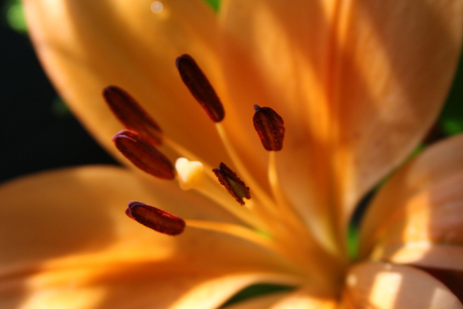 Canon EOS 40D sample photo. Yellow lily, close-up yellow photography