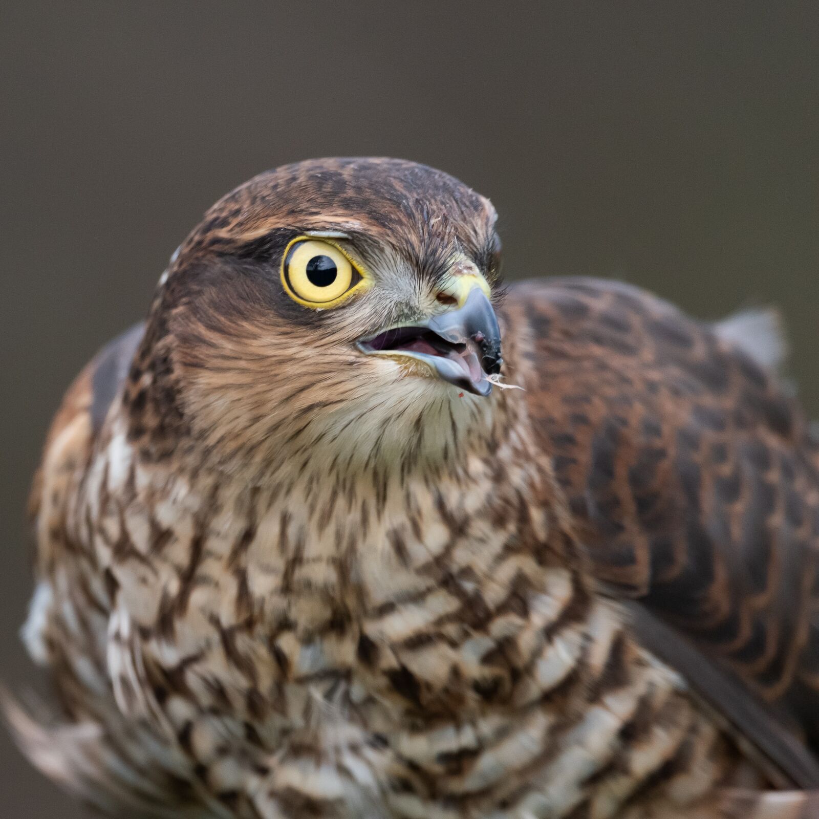 Nikon D810 sample photo. Sparrow hawk, raptor, portrait photography
