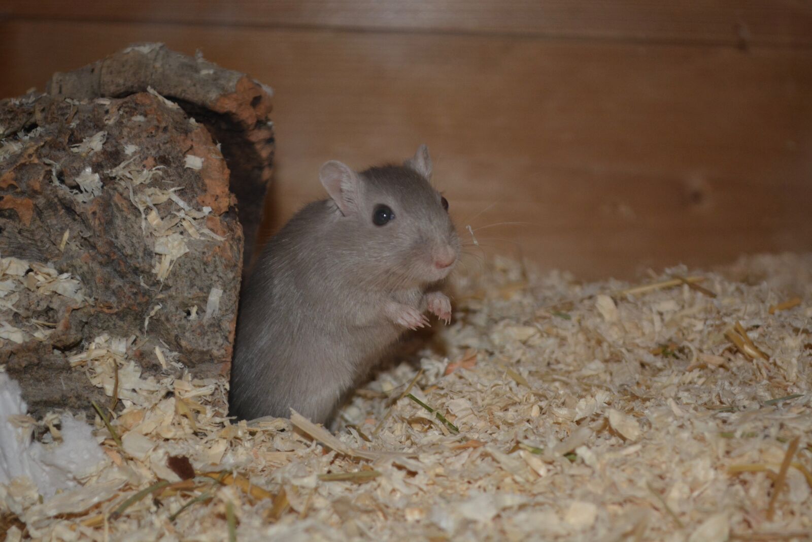 Nikon D5200 sample photo. Mouse, racing mouse, small photography