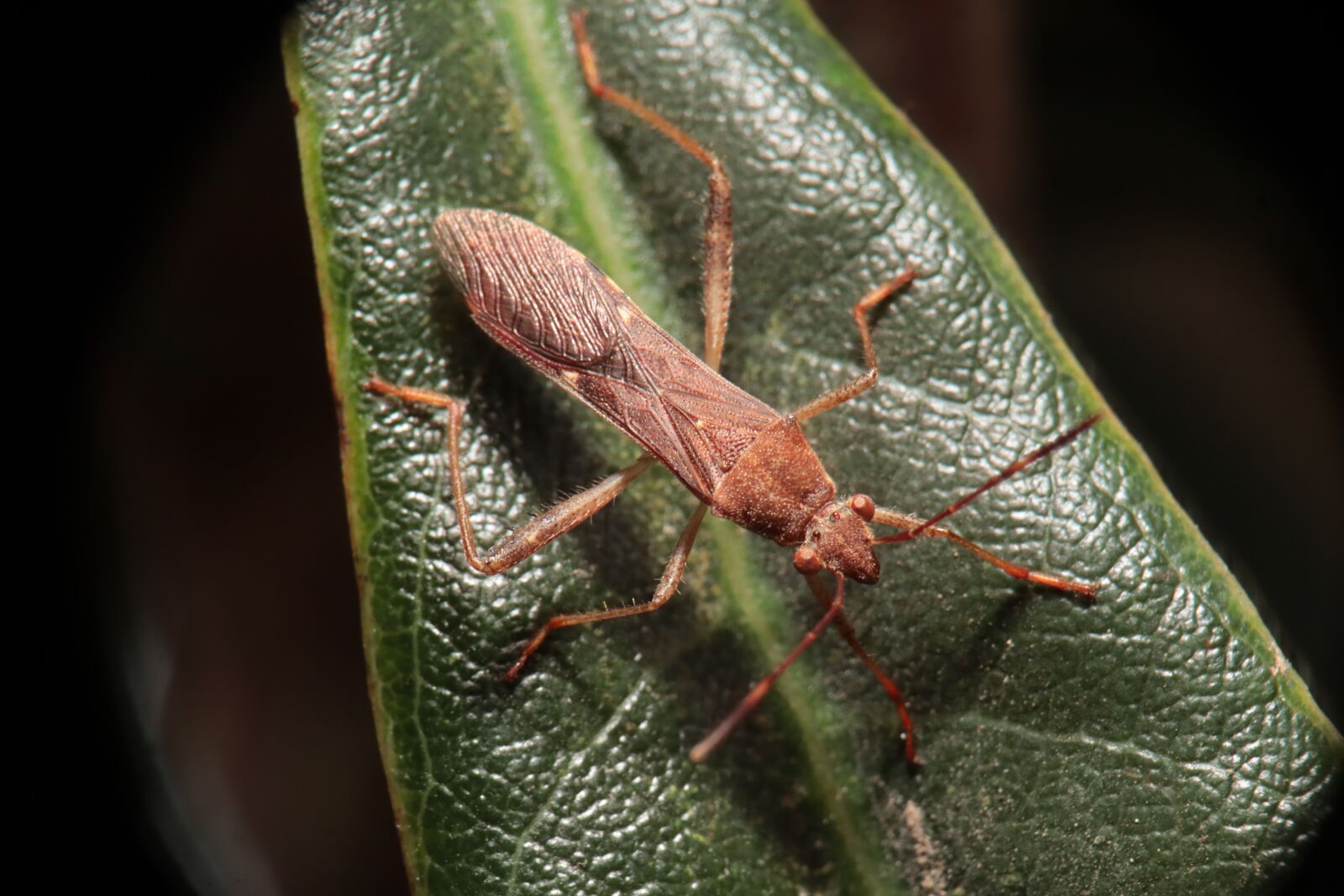 Canon EOS M50 (EOS Kiss M) sample photo. Insect, nature, cimicomorpha photography