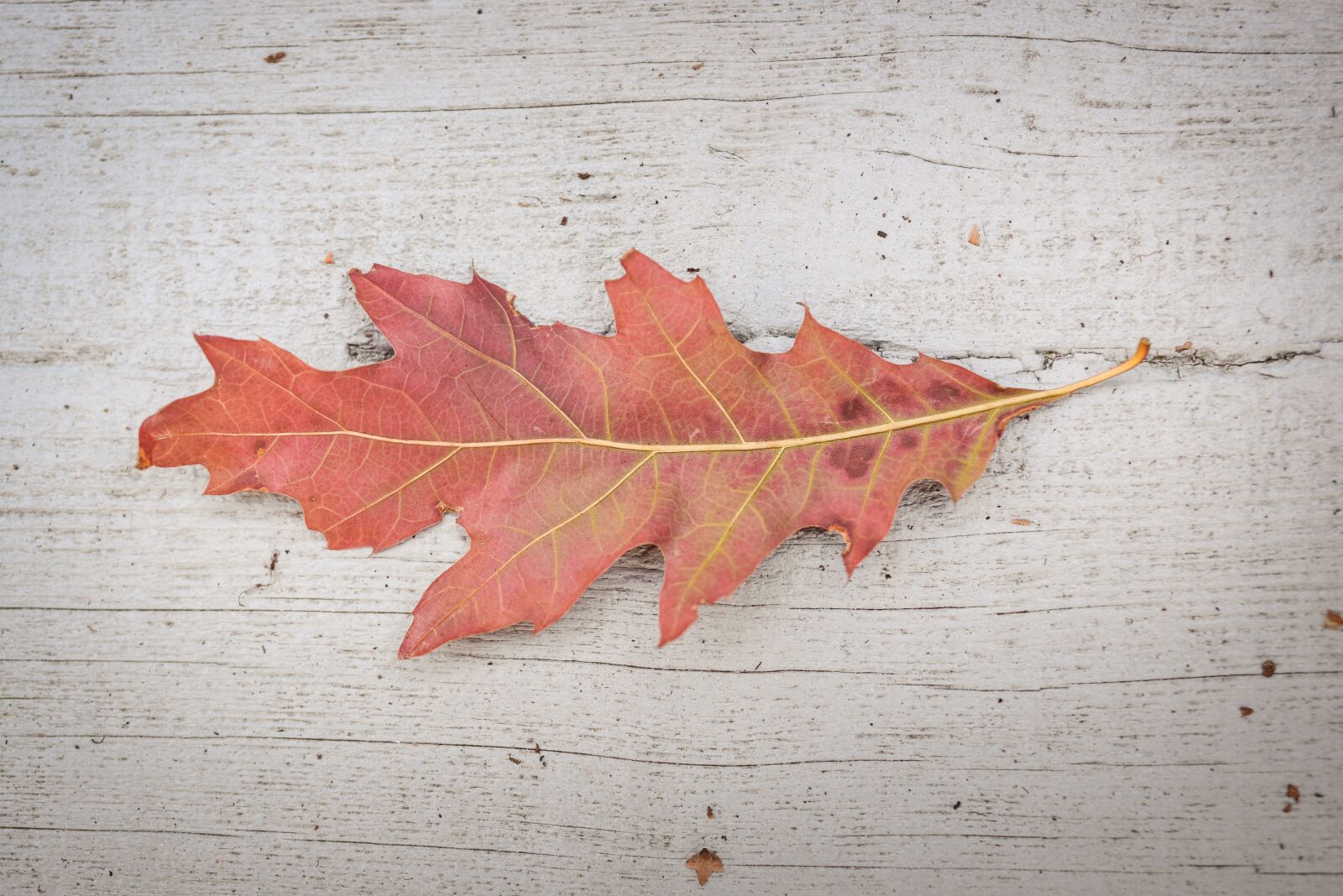 Nikon D610 sample photo. Oak, leaf, isolated photography