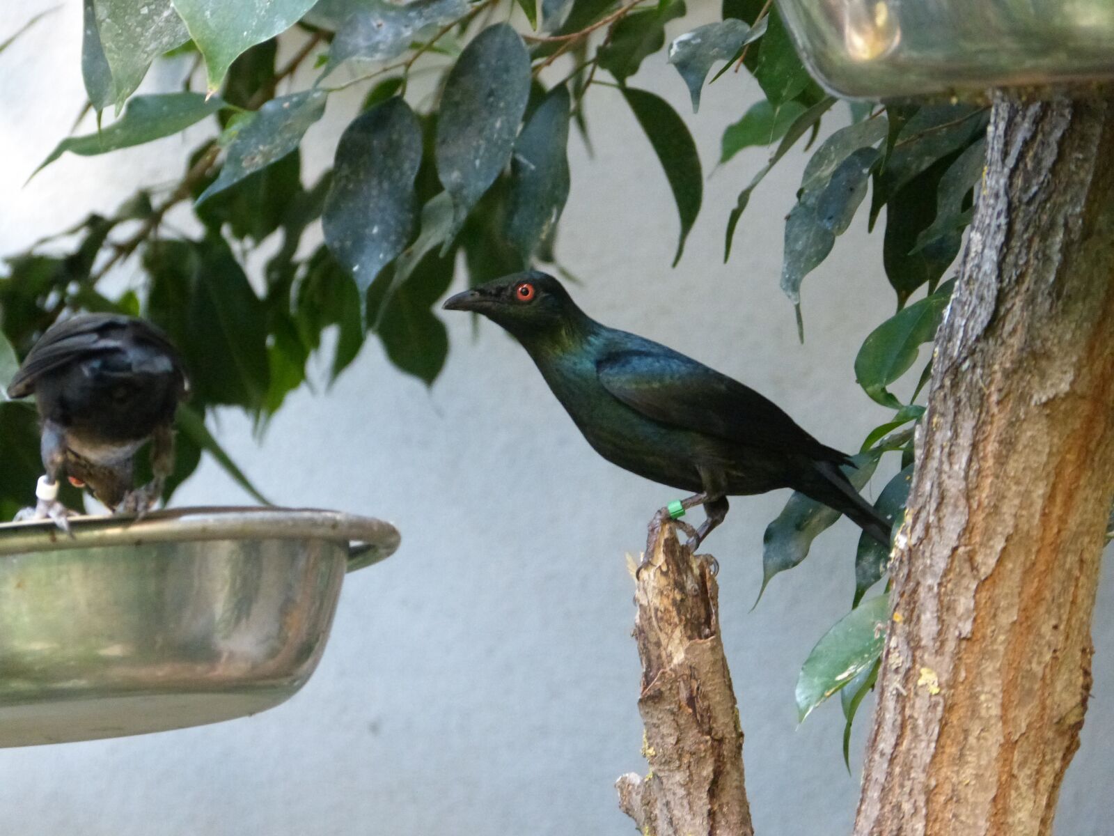 Panasonic DMC-FZ62 sample photo. Bird, black, zoo photography