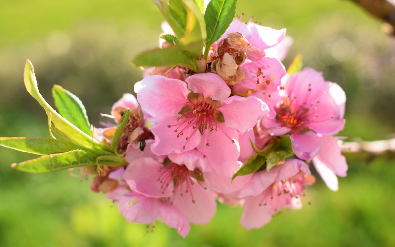Nikon D5300 sample photo. Flowers, nature, spring photography