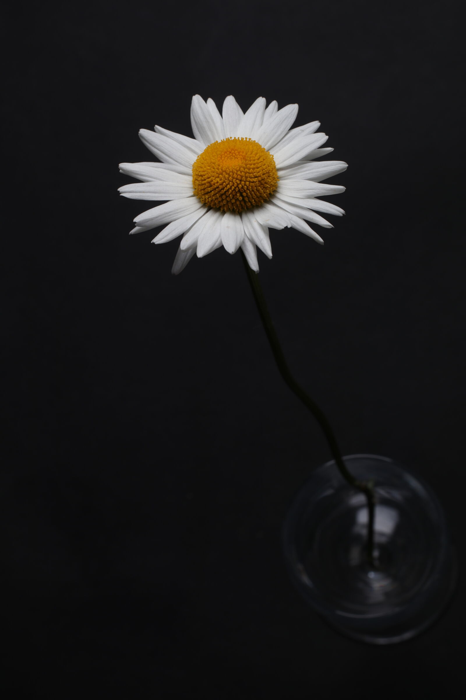 Canon EOS 80D + Canon EF 50mm F1.4 USM sample photo. Flower, white, daisy photography