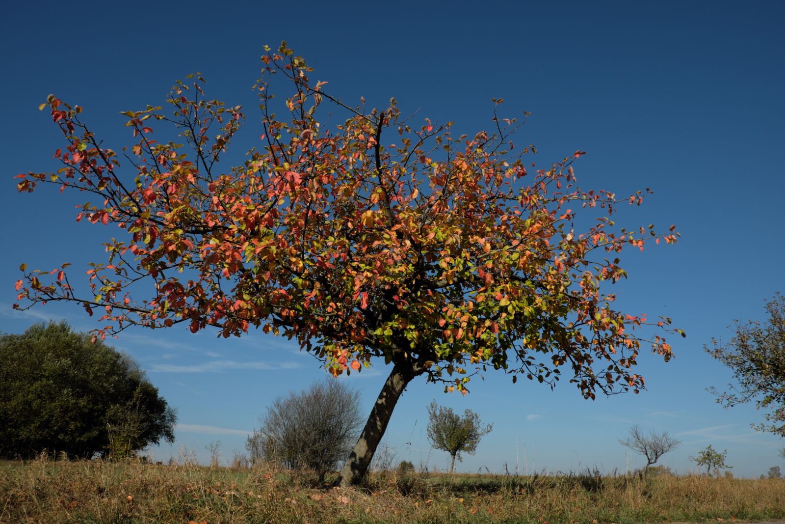 Fujifilm X-T10 sample photo. Apple tree, tree, leaves photography