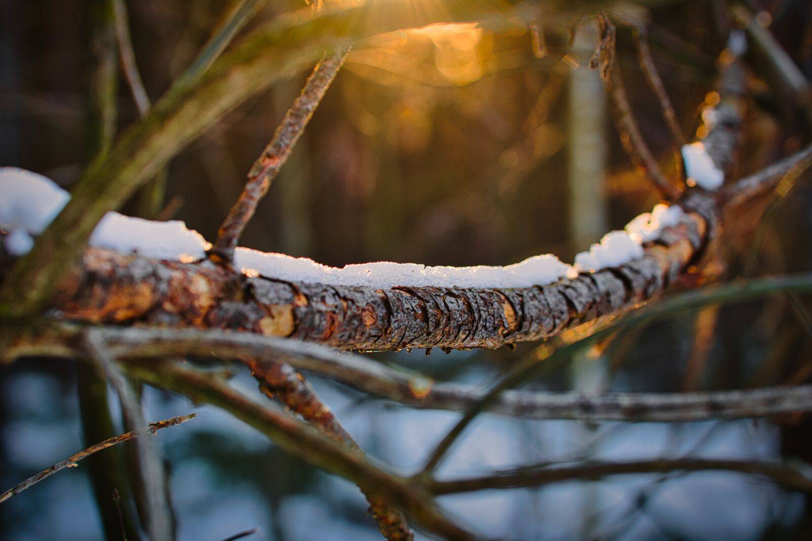 Canon EOS 6D sample photo. Branch, tree, dead wood photography