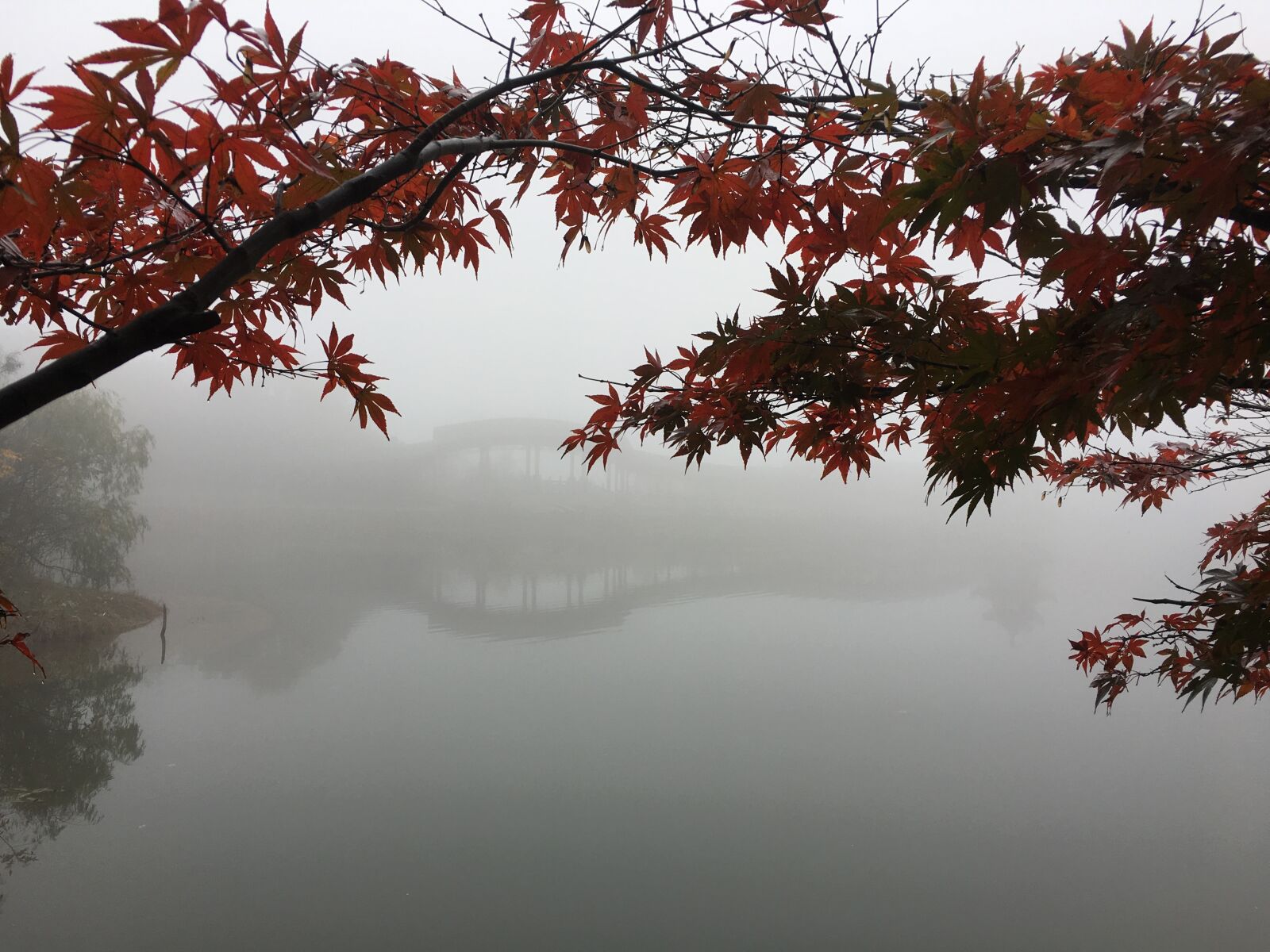 Apple iPhone 6s Plus sample photo. Red leaves, fog, lake photography