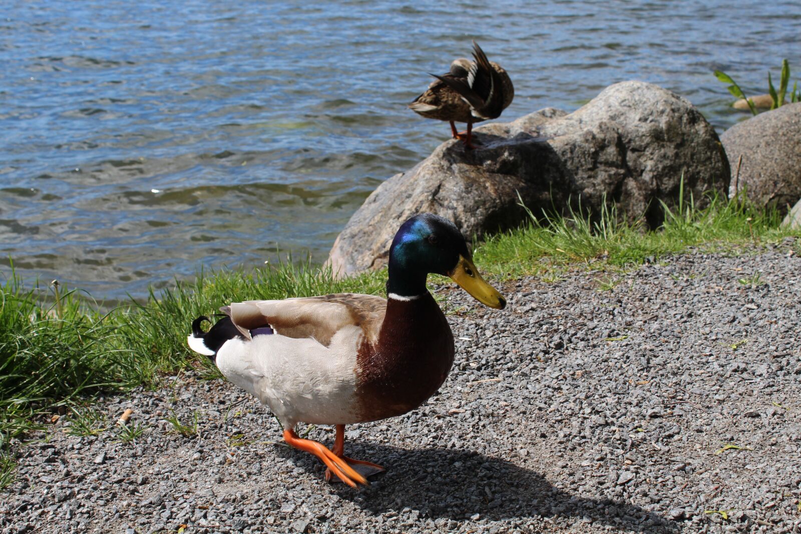 Canon EOS 1300D (EOS Rebel T6 / EOS Kiss X80) sample photo. Sweden, stockholm, lake photography