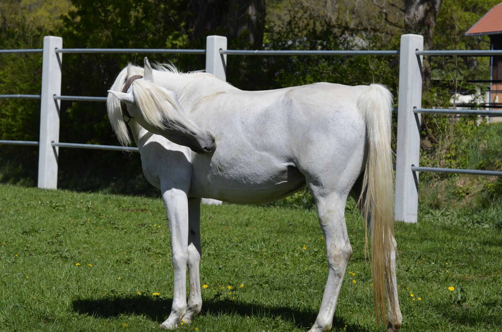 Nikon D5100 sample photo. Mold, mare, main and photography