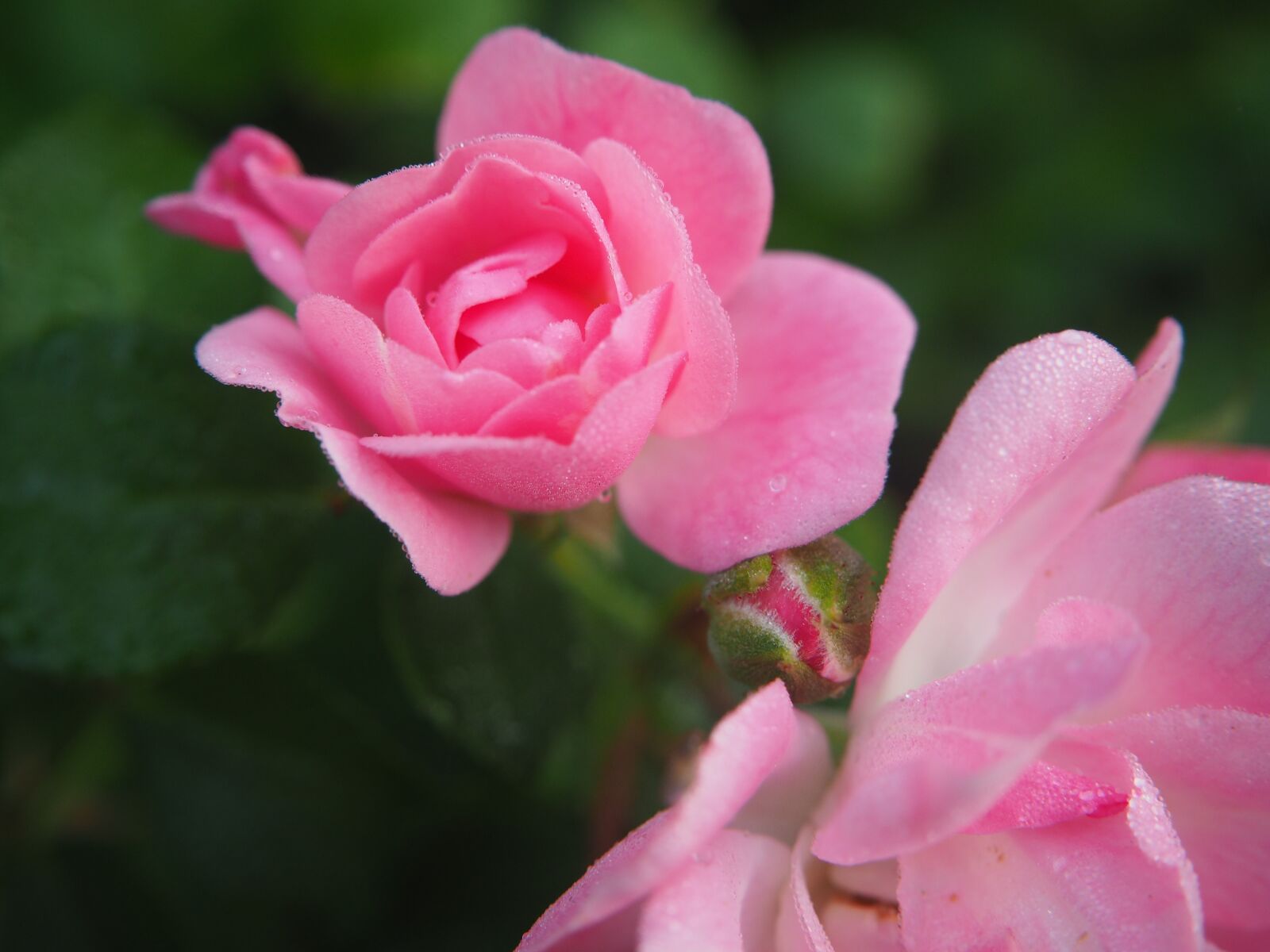 Olympus OM-D E-M10 sample photo. Rose bloom, blossom, bloom photography