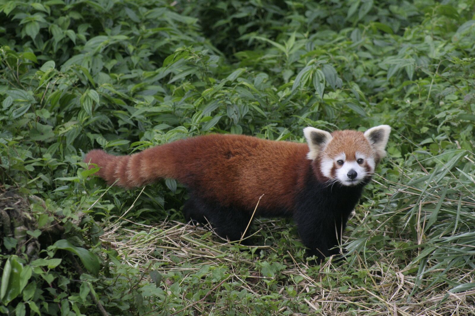 Canon EOS 350D (EOS Digital Rebel XT / EOS Kiss Digital N) sample photo. Read panda, gangtok zoo photography