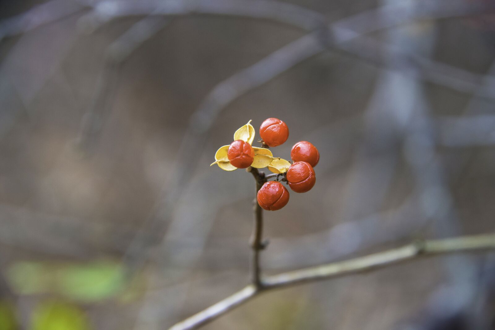 Nikon D800 sample photo. Winter, berries, orange photography