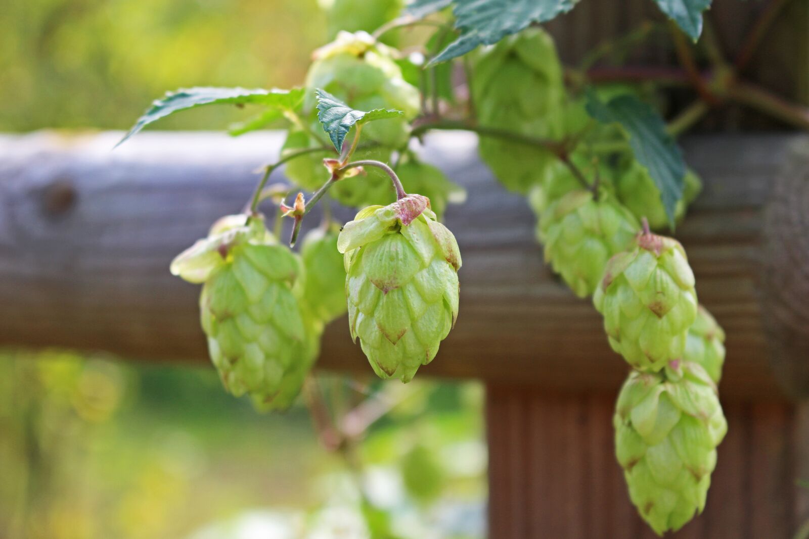 Canon EOS 700D (EOS Rebel T5i / EOS Kiss X7i) sample photo. Hops, hemp plant, medicinal photography