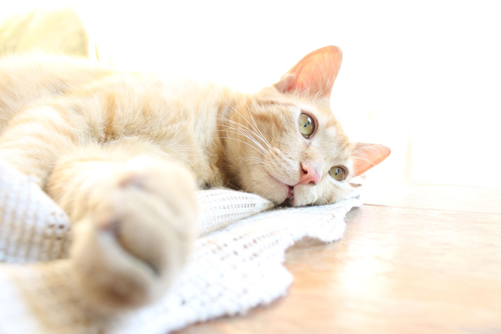 Canon EOS 1300D (EOS Rebel T6 / EOS Kiss X80) sample photo. Cat, feline, pet photography
