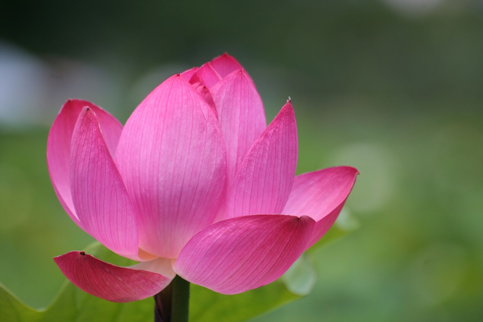 Canon EOS 350D (EOS Digital Rebel XT / EOS Kiss Digital N) sample photo. Lotus, pink flower, pond photography